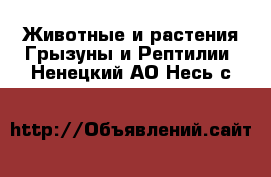 Животные и растения Грызуны и Рептилии. Ненецкий АО,Несь с.